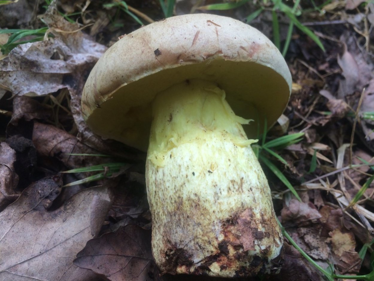 Гриб коренящийся Боровик