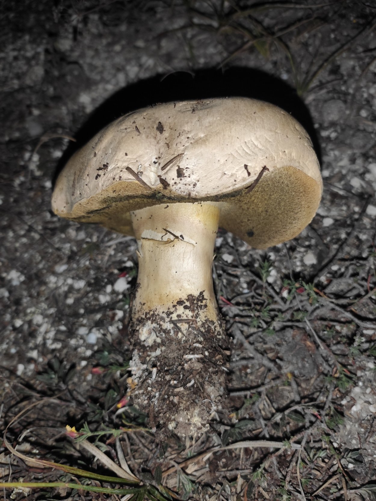Боровик укореняющийся (Boletus radicans)
