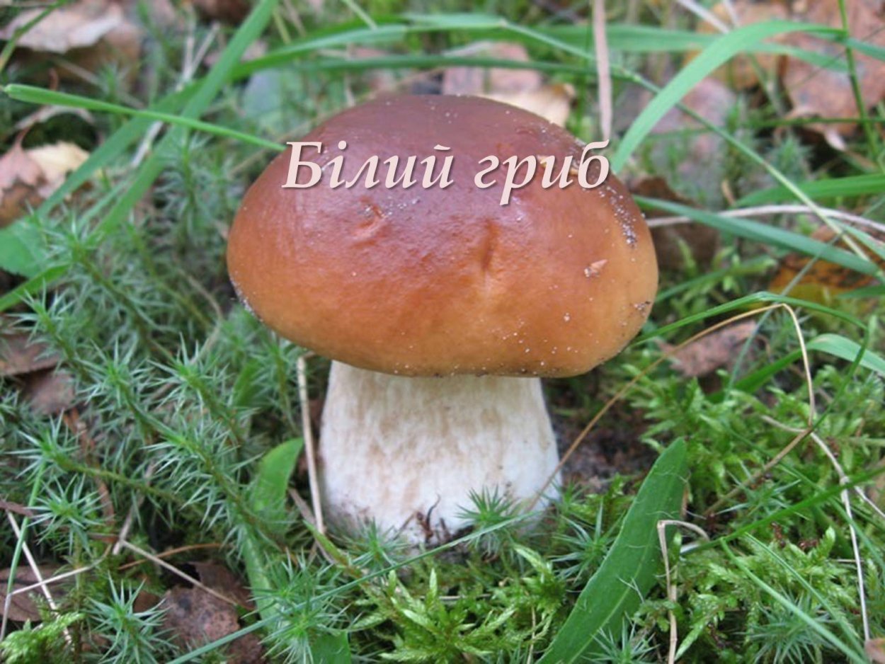 Боровик синеющий