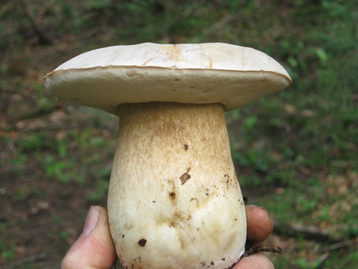 Болет глубокоукореняющийся гриб