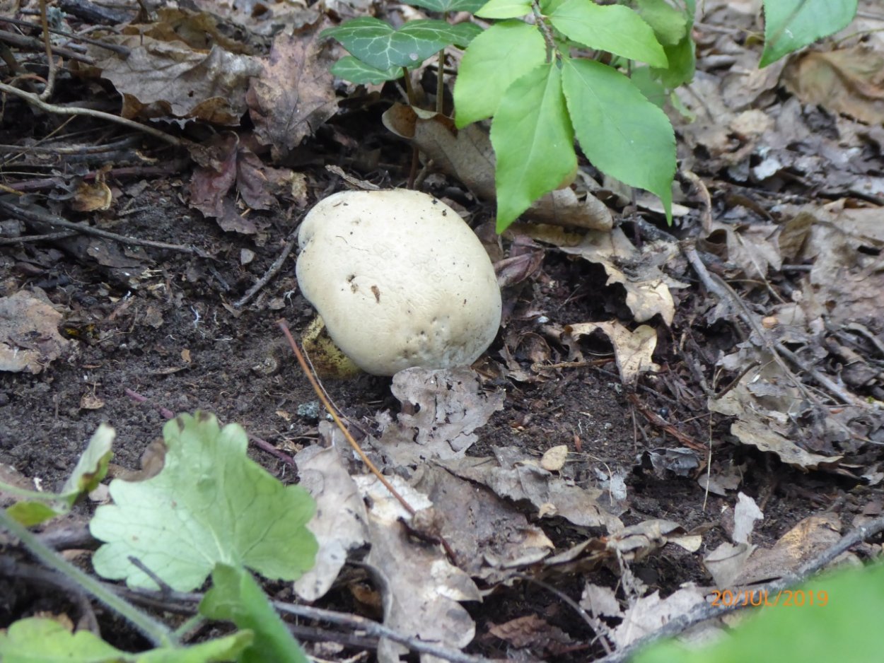 Гриб Боровик красивоокрашенный