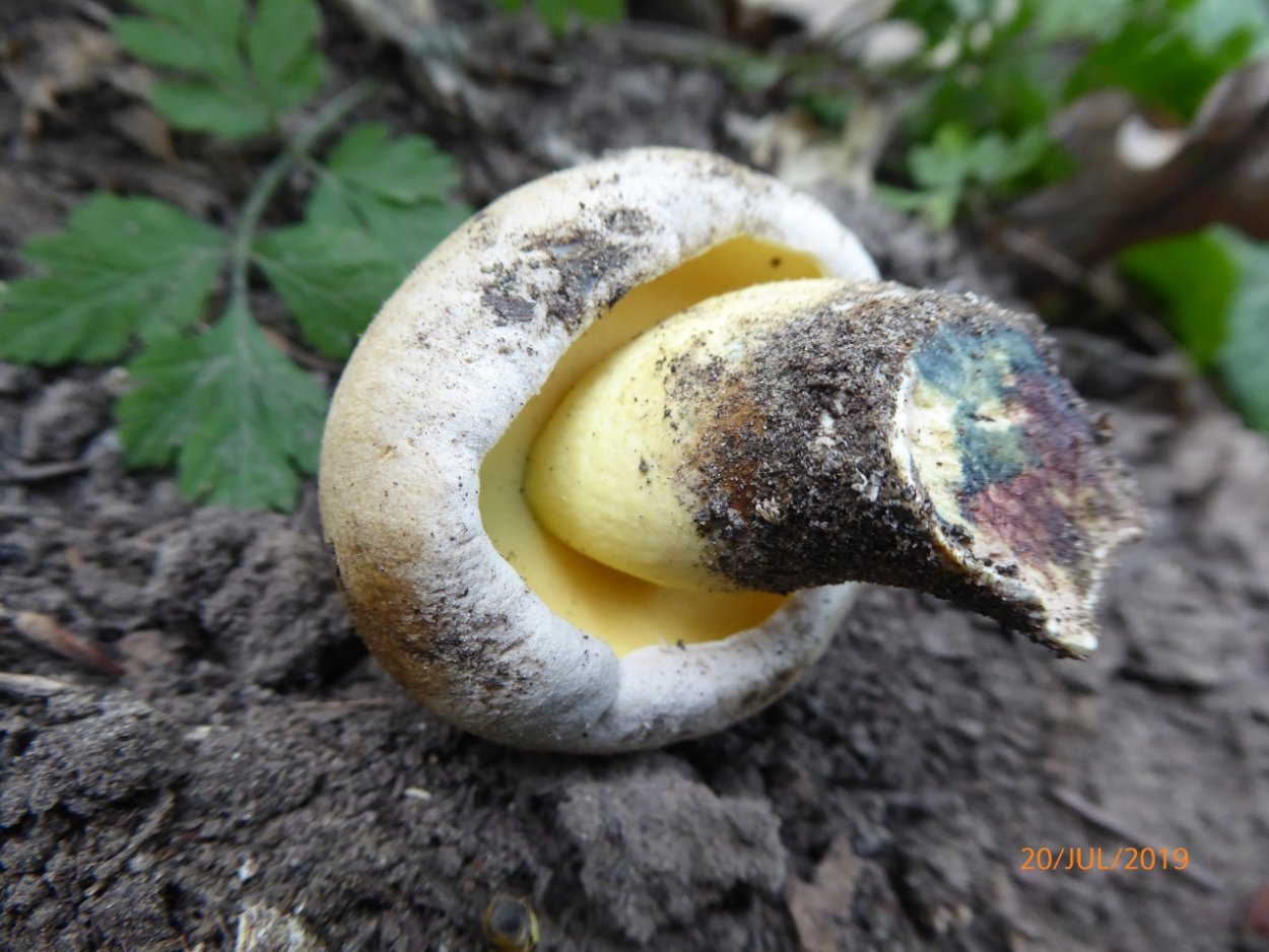 Боровик укореняющийся (Boletus radicans)
