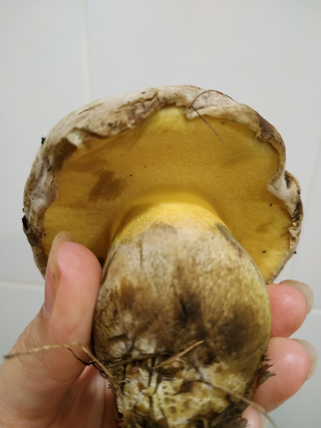 Боровик синеющий