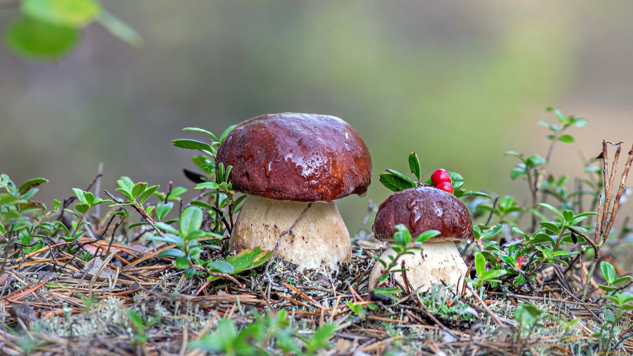 Сатанинский гриб (Boletus Satanas)