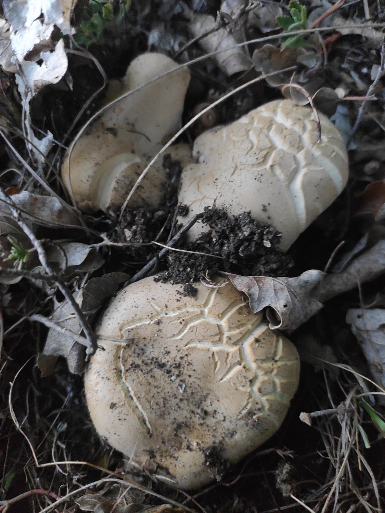 Боровик псевдокоролевский