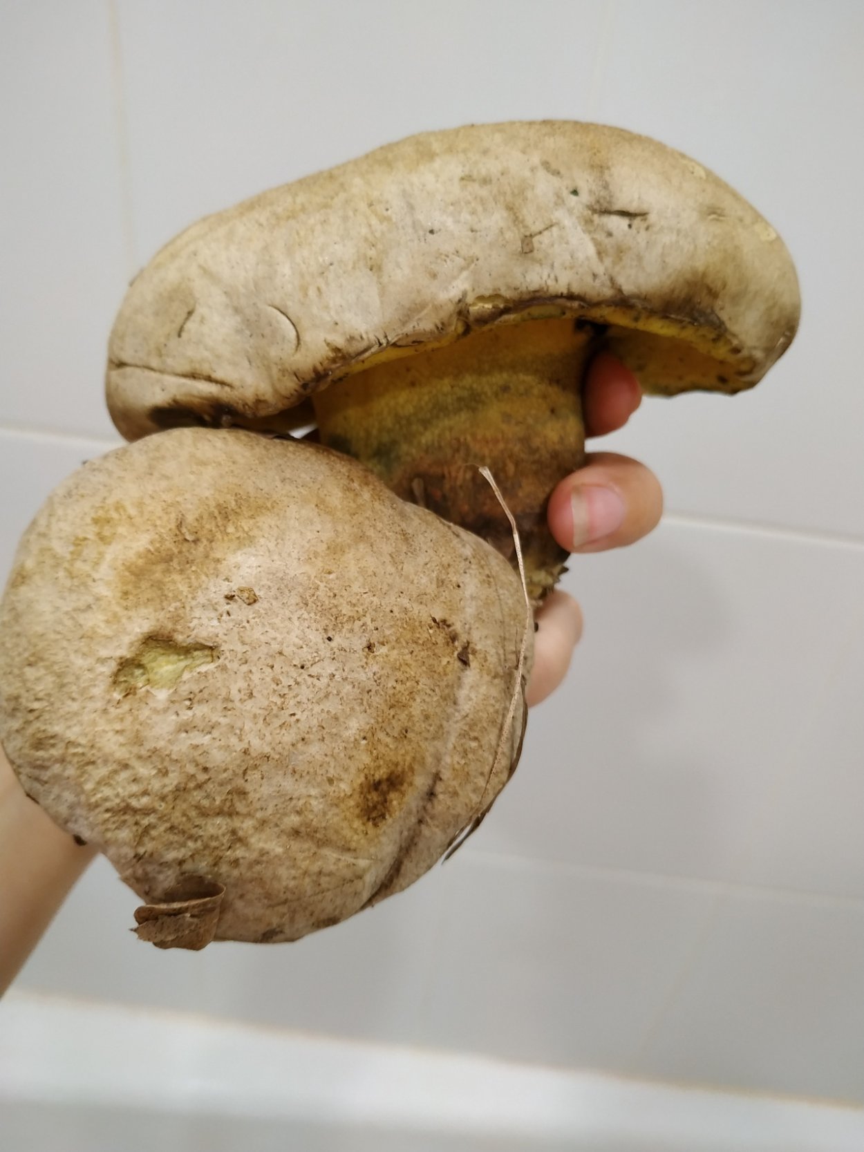 Боровик гриб съедобный