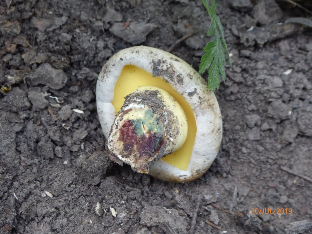 Гриб коренящийся Боровик