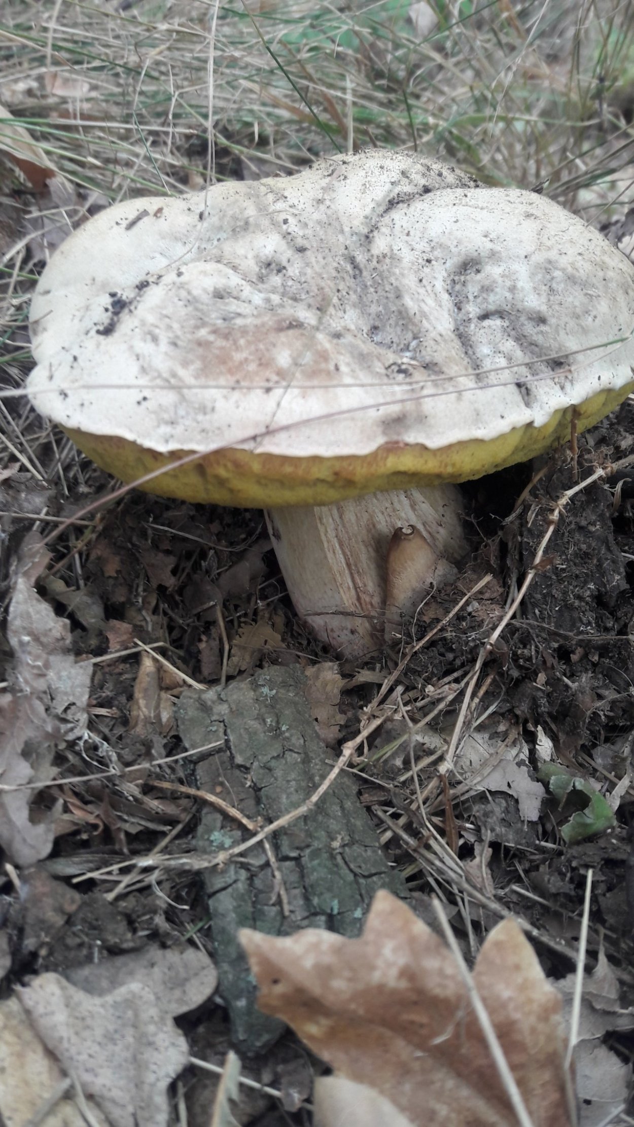 Гриб моховик ложный сатанинский