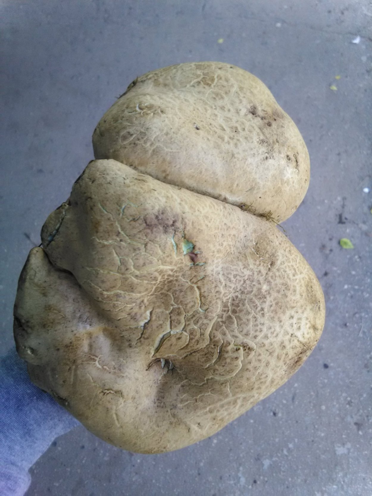 Боровик беловатый