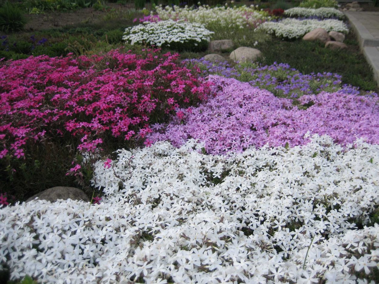 Почвопокровные многолетники Беккер