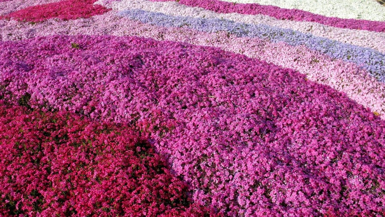 Флокс шиловидный ковром