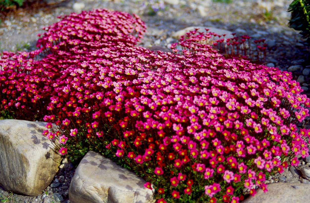 Камнеломка Арендса