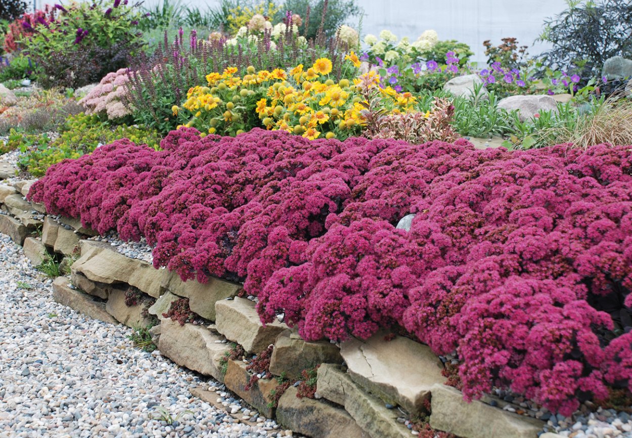 Очиток Sunsparkler Dazzlebery