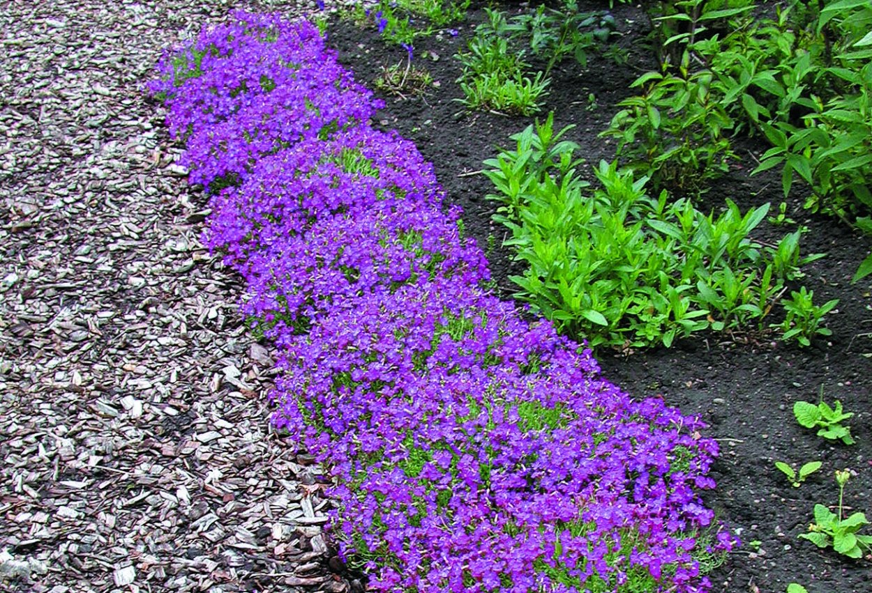 Орбиетапурпурный каска