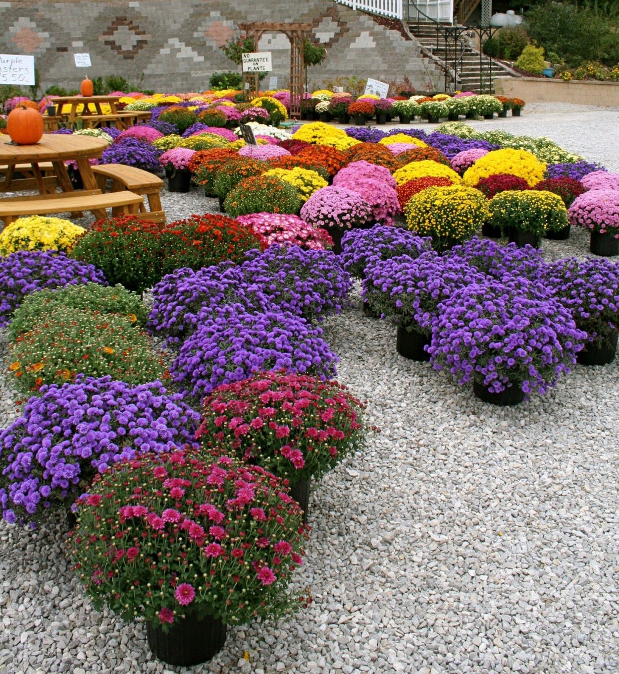 Хризантема мультифлора шаровидная клумба