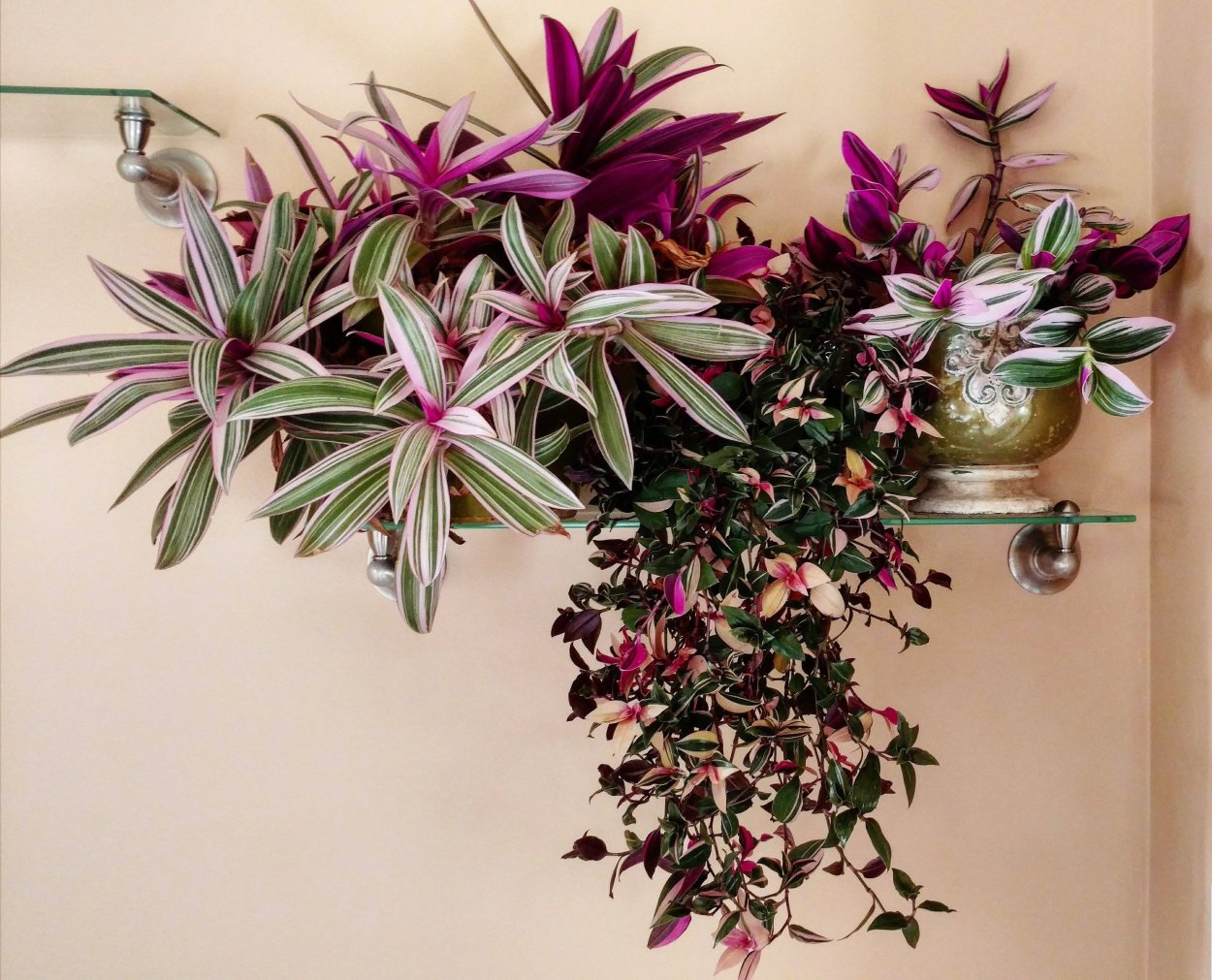 Традесканция Нанук ( Tradescantia » Nanouk «)