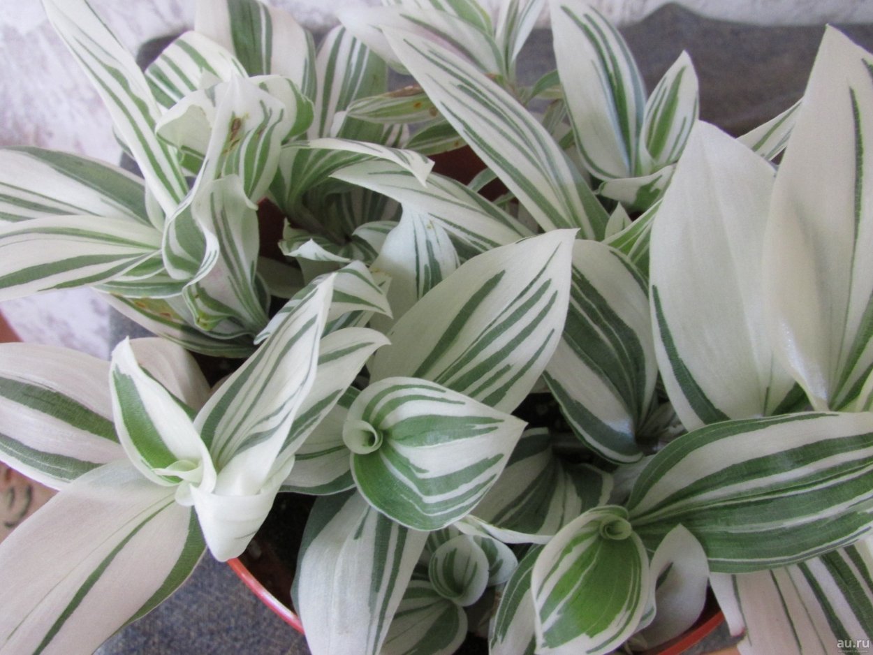 Традесканция спатацея