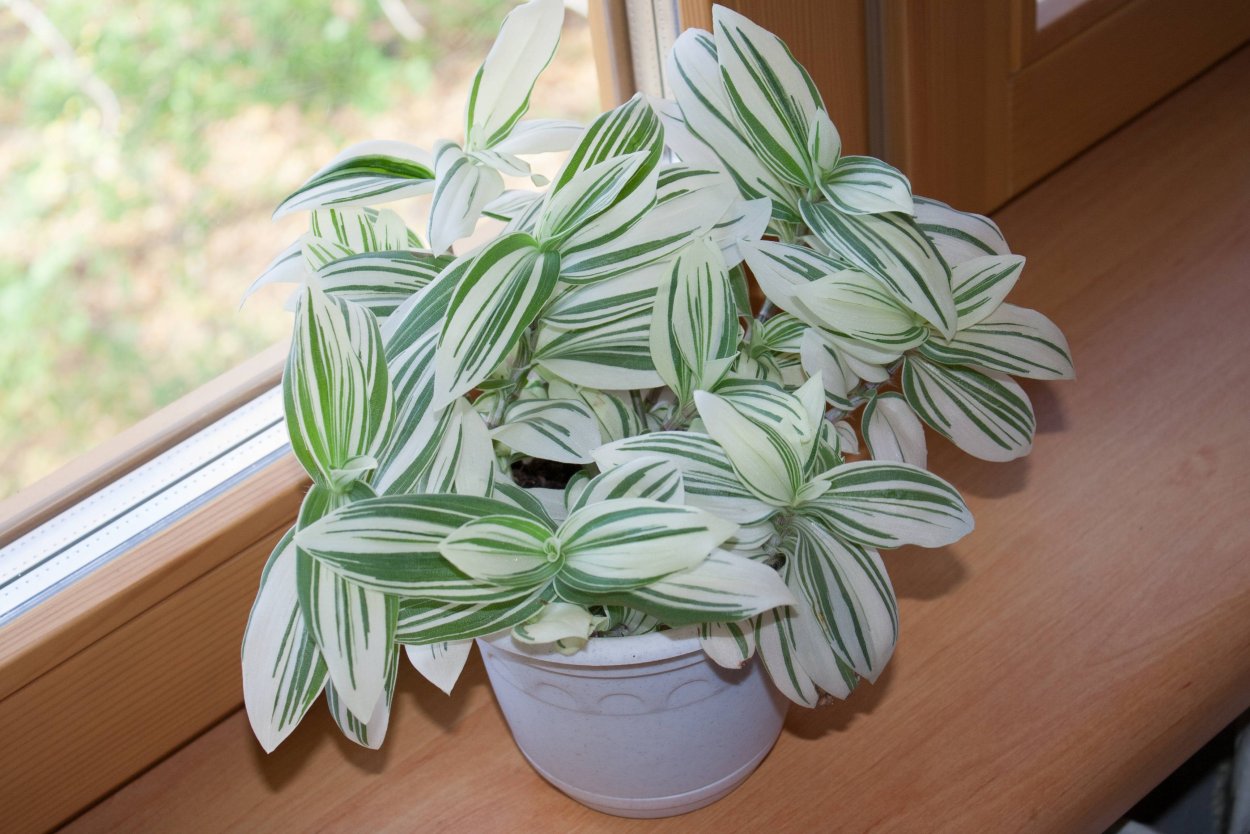 Традесканция albiflora