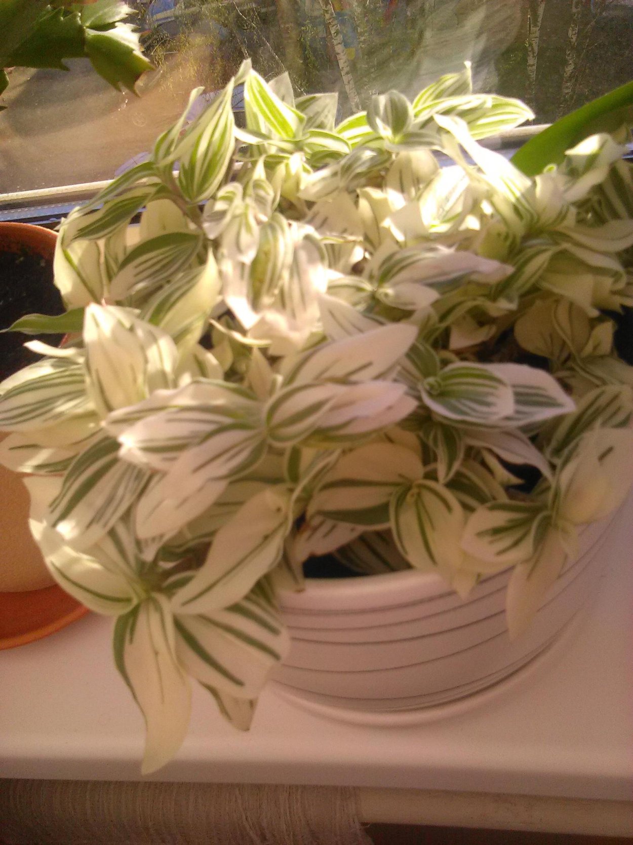 Зебрина суккулент