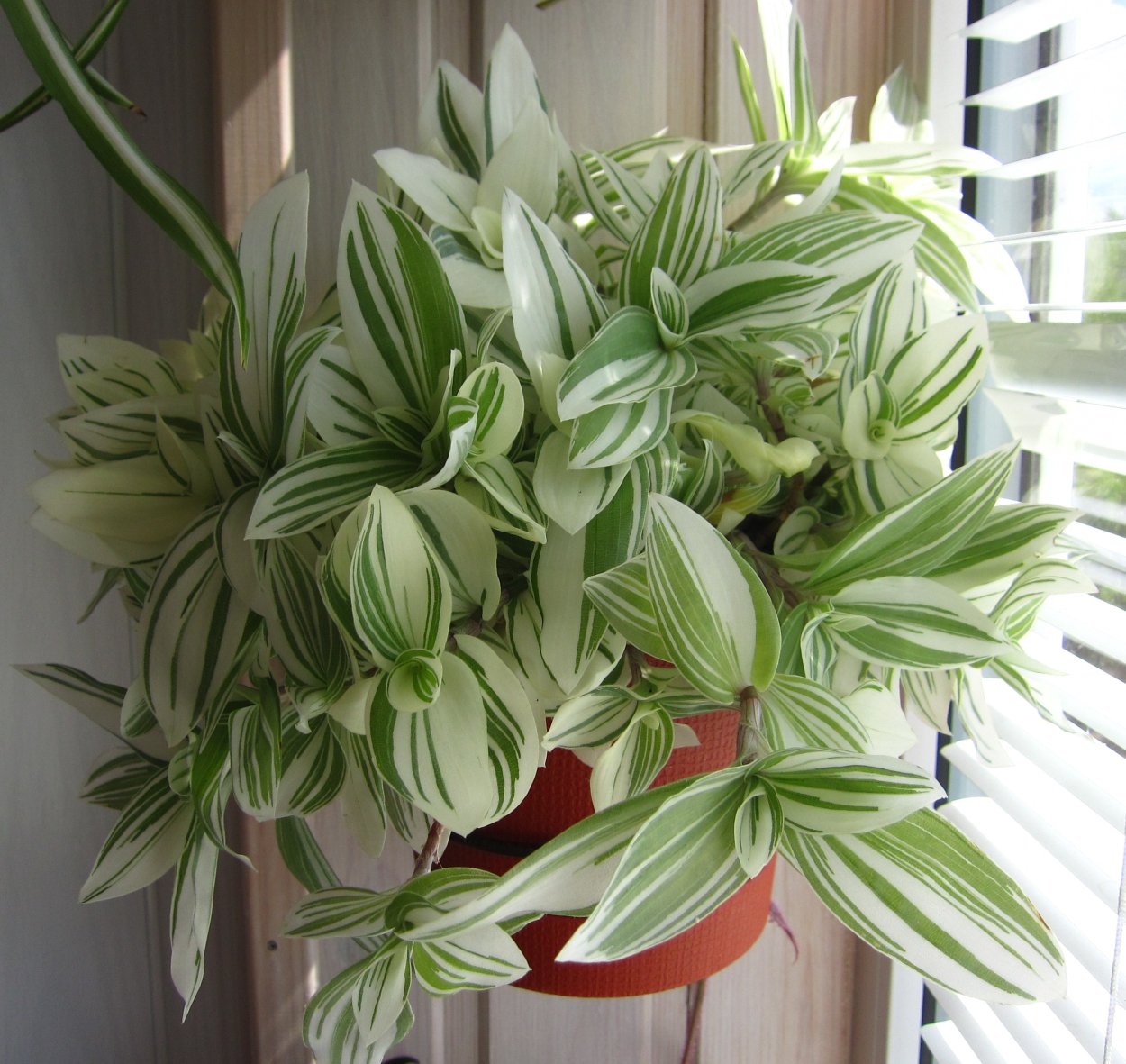 Традесканция Rainbow Hill