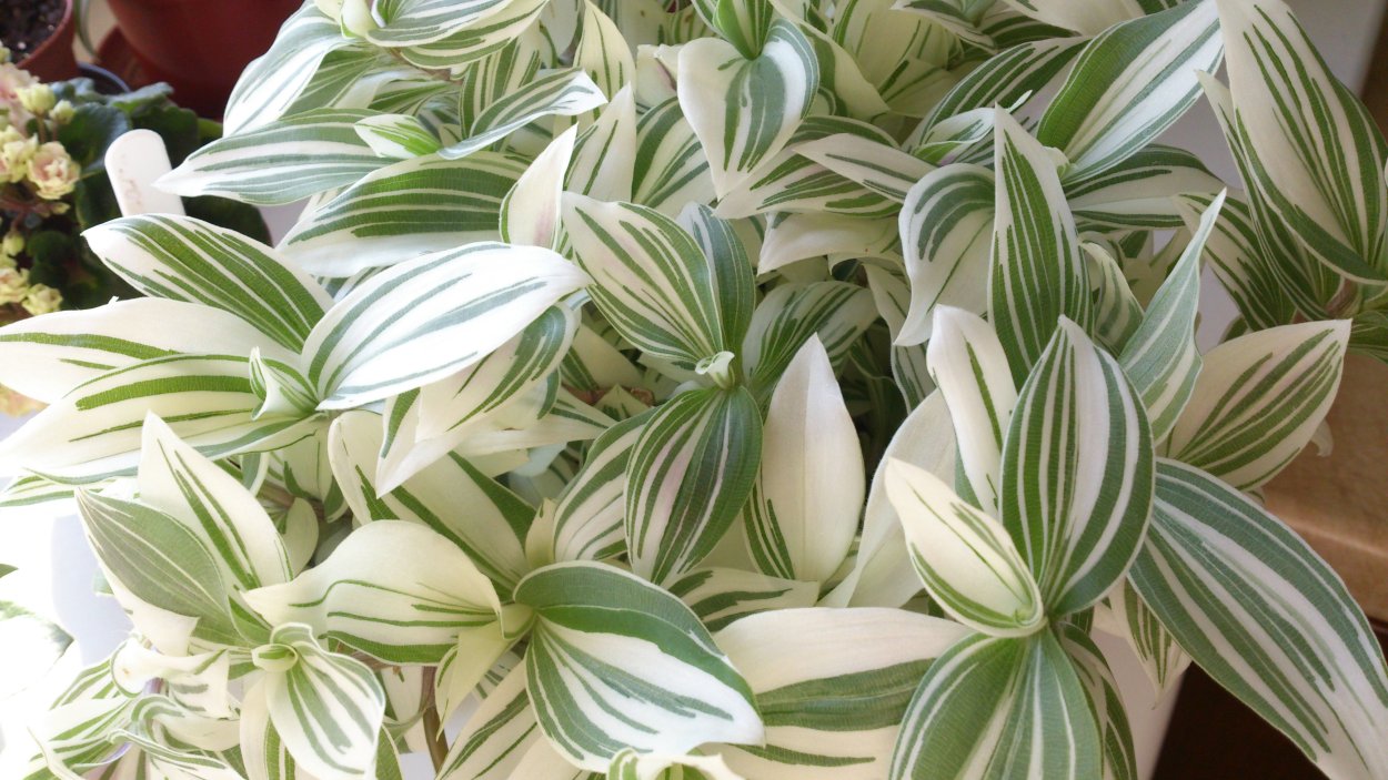 Традесканция variegata