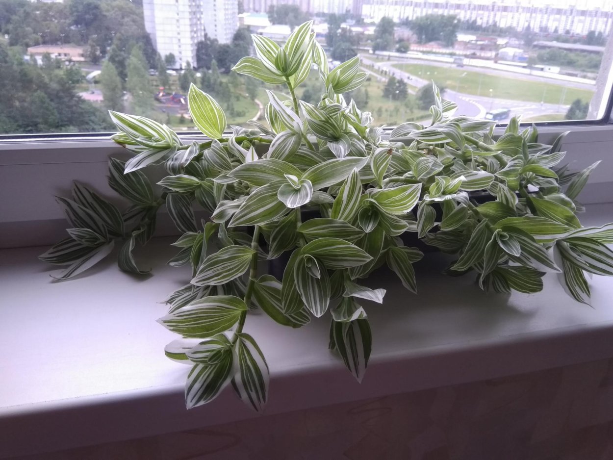 Традесканция вельвет Хилл