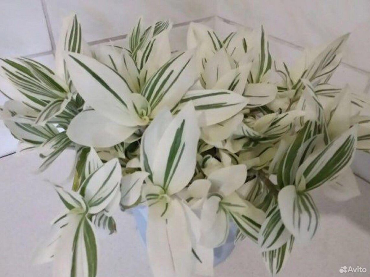 Цветы с белыми продольными листьями