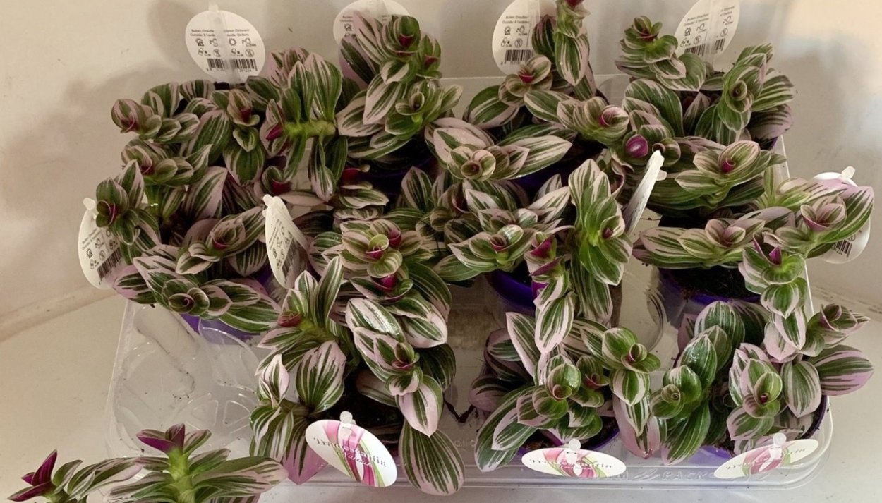 Традесканция зебрина