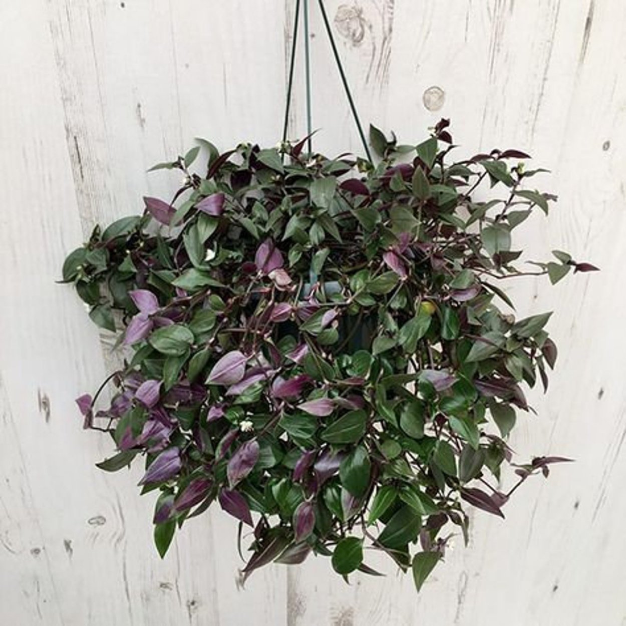 Традесканция Quicksilver