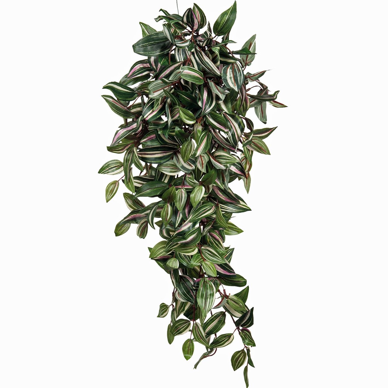 Традесканция зебрина