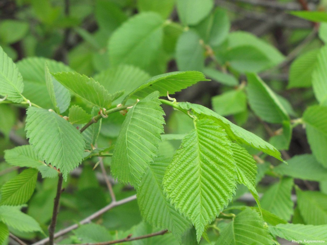 Вяз американский (Ulmus Americana