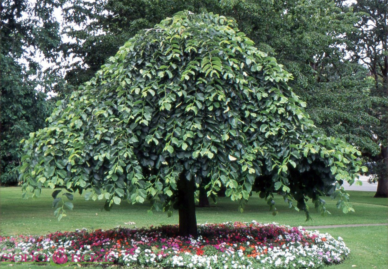 Липа мелколистная, сердцевидная (Tilia cordata)