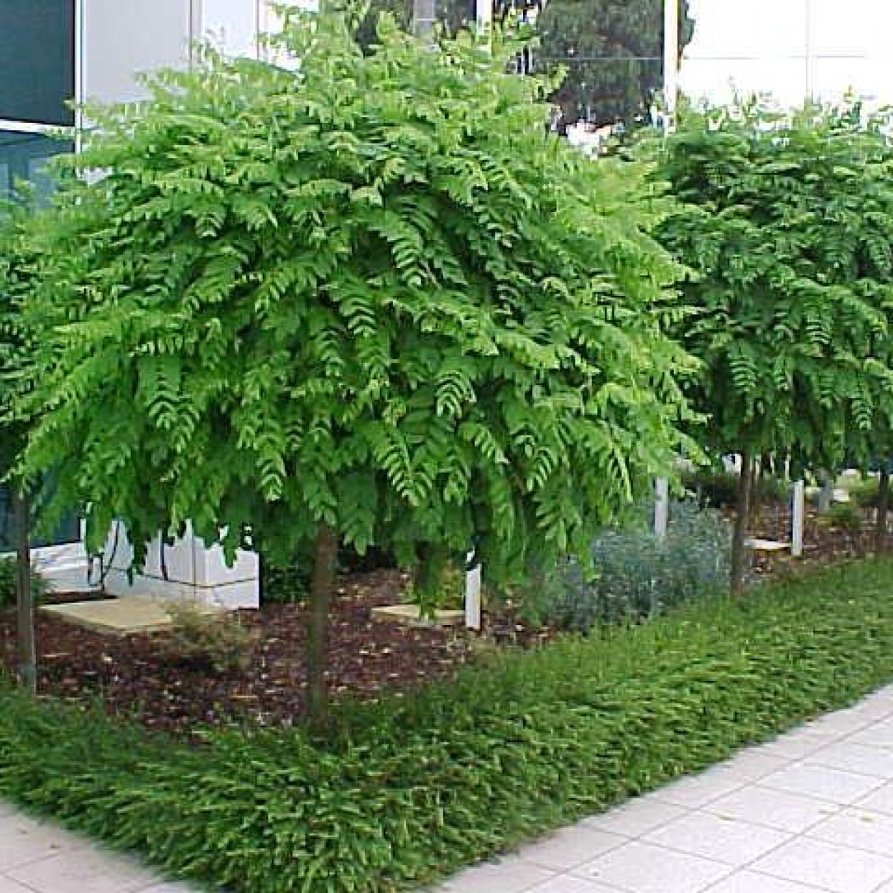 Широколиственные леса липа