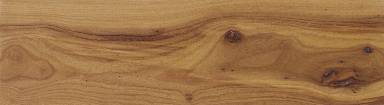 Вяз шершавый Ulmus glabra HUDS