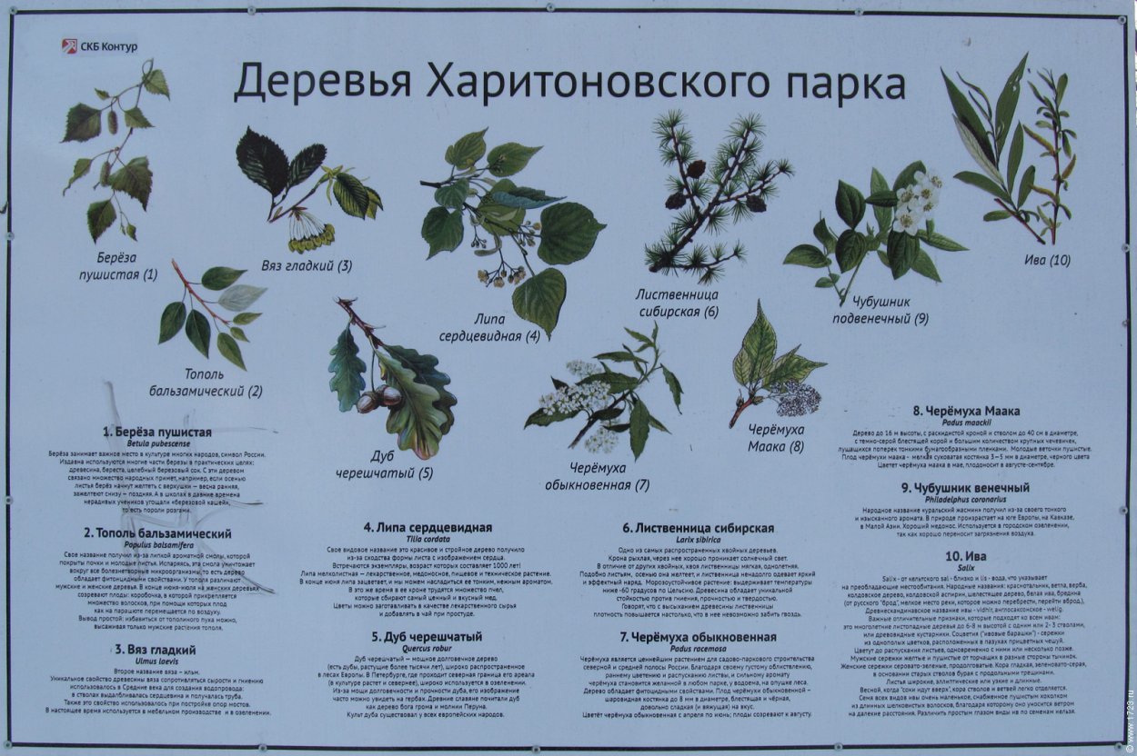 Граб обыкновенный плод