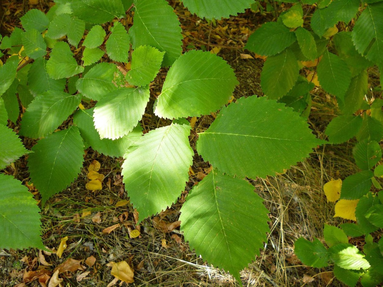 Ива ломкая (шаровидная) Salix fragilis