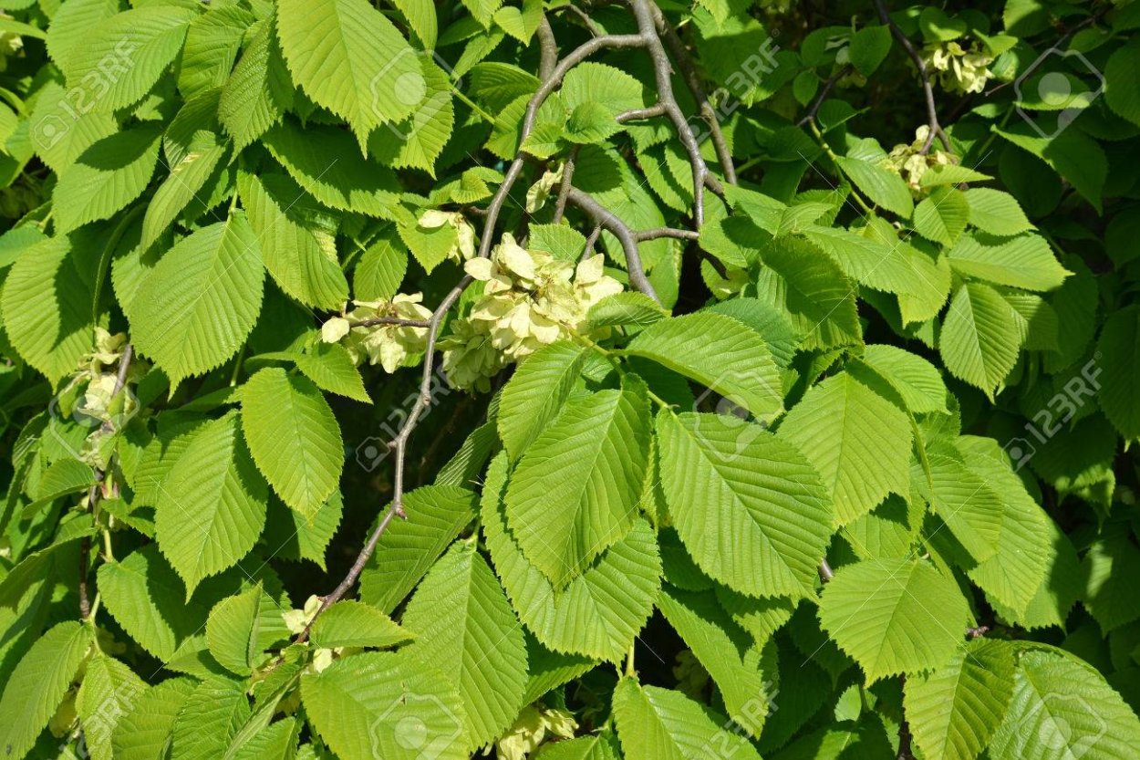 Вяз шершавый (Ulmus glabra)