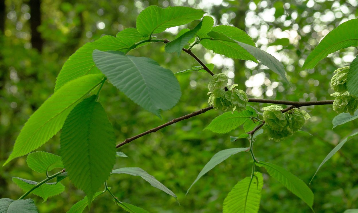 Вяз гладкий