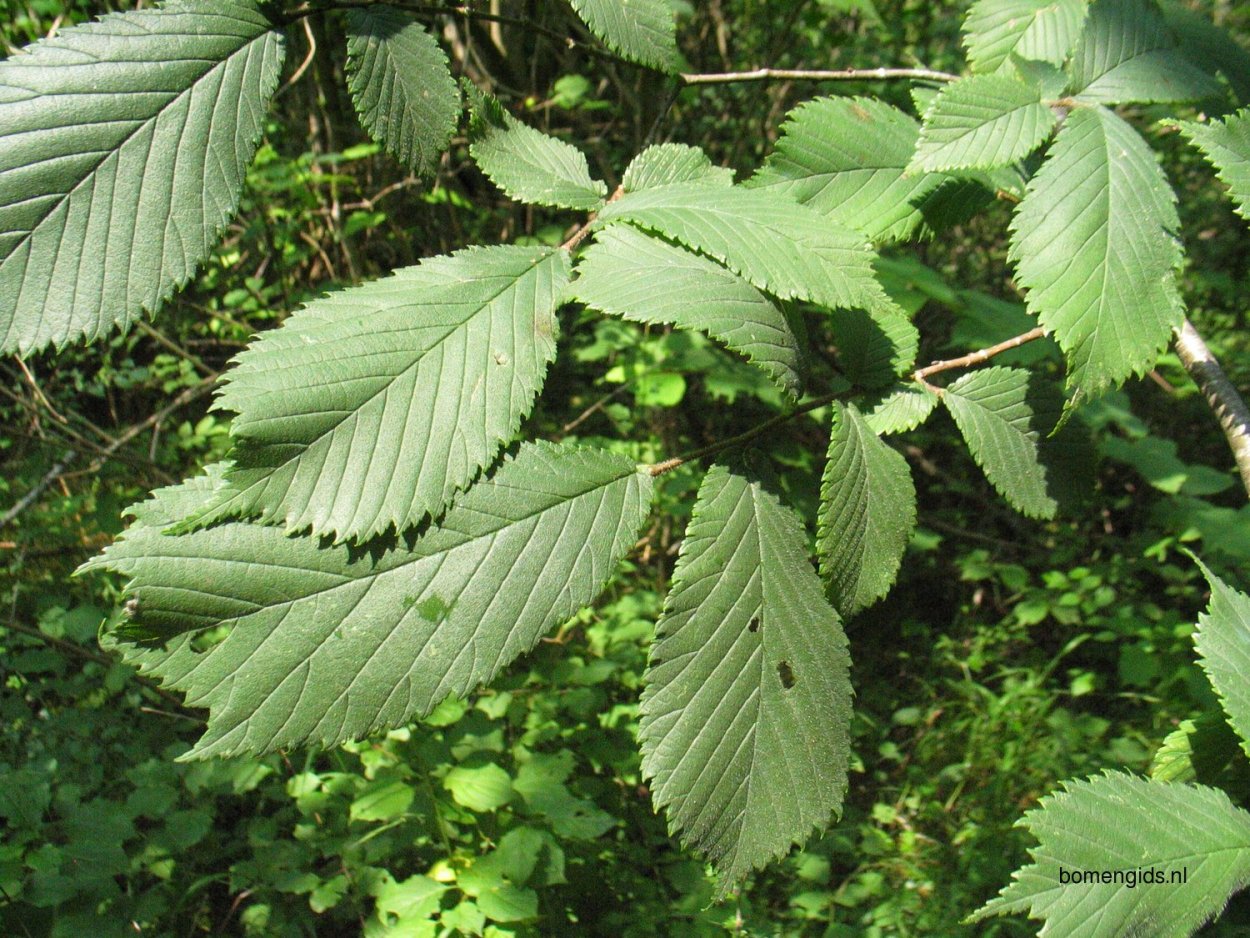 Вяз гладкий (Ulmus laevis)