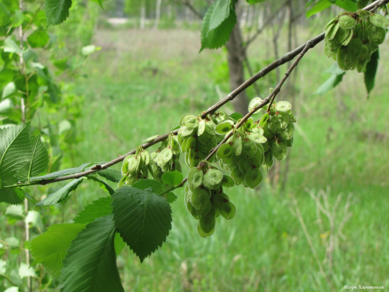 Вяз граболистный (Ulmus suberosa)