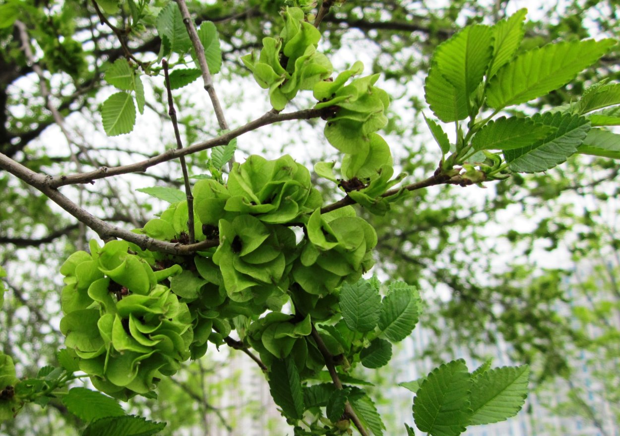 Клен остролистный Глобоза