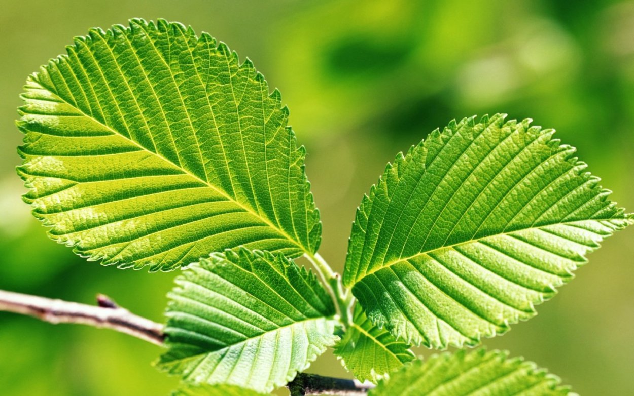 Вяз обыкновенный, гладкий (Ulmus laevis)