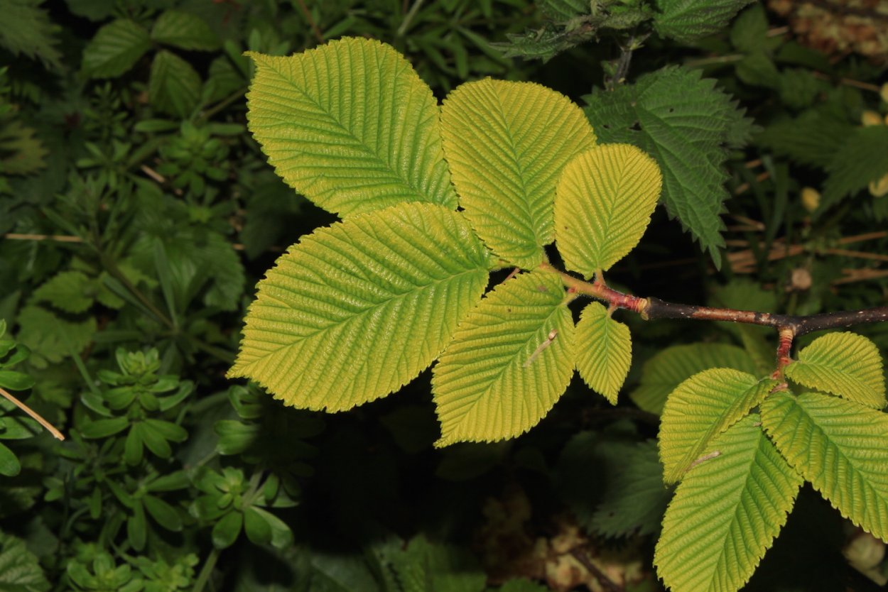 Клен Глобозум