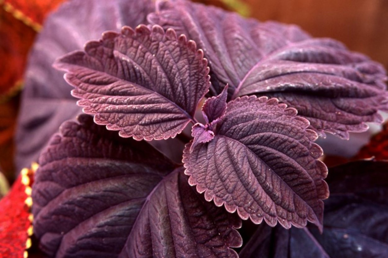 Колеус Блюме Джиант Эксибишн палисандра