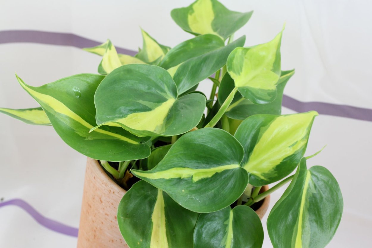 Сингониум сциндапсус