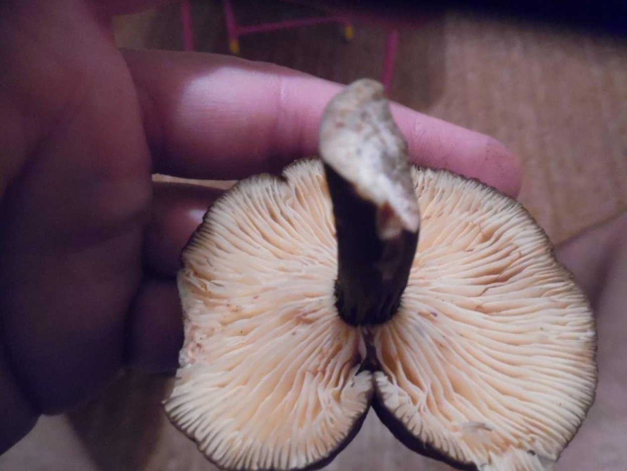 Ножка Млечника в разрезе