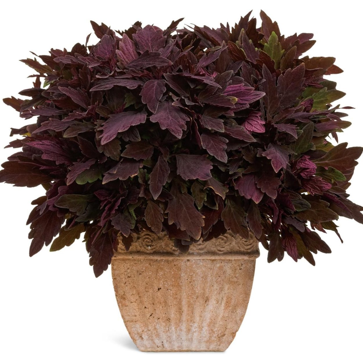 Астильба Chocolate Shogun