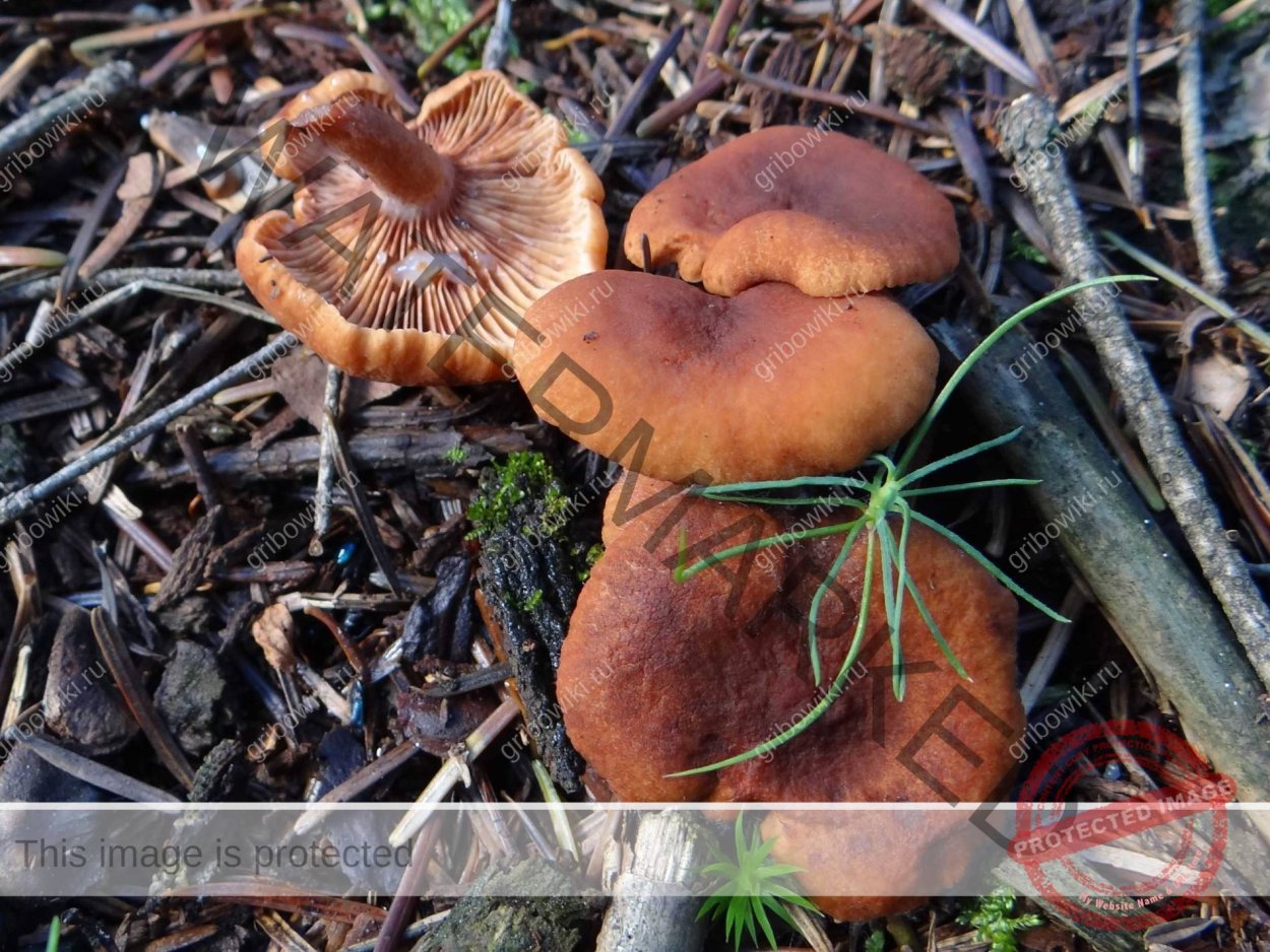 Млечник Рыжик гриб