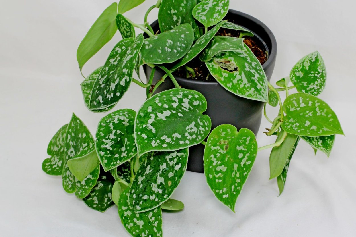 Эпипремнум золотистый Epipremnum Aureum