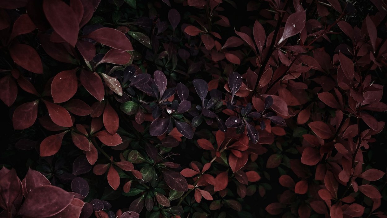 Куст с коричневыми листьями